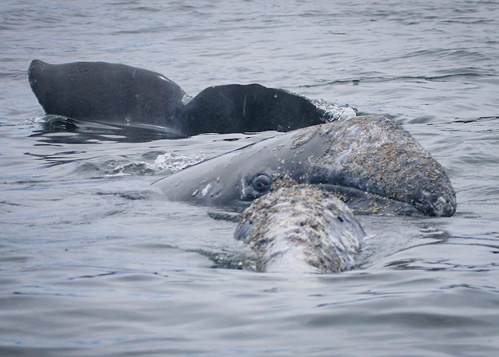 up close photo of whales in ocean showing the tail of one and the head and eye of another