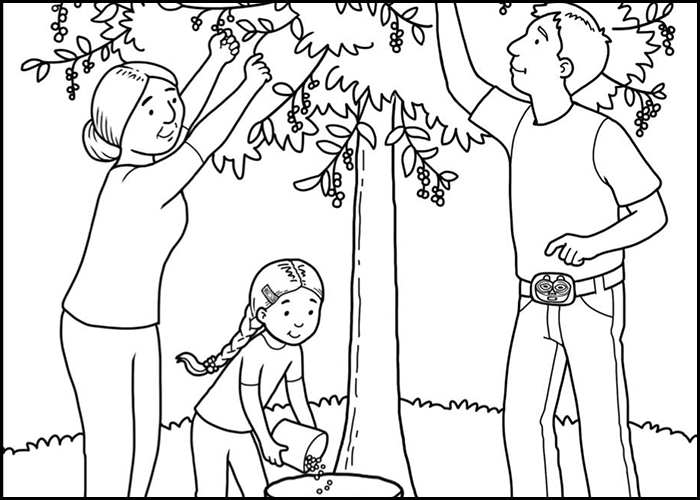 Line drawing of parents picking fruit with their daughter for a coloring page