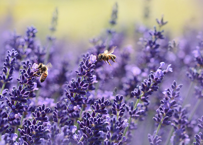 Close-up photo of English lavender being pollinated by honey bees