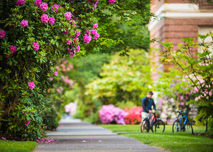 Photo of Corvallis campus in spring with pink rhododendrons in focus in foreground and student with bike in background