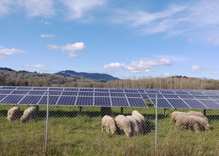 Sheep feeding under solar panels on campus