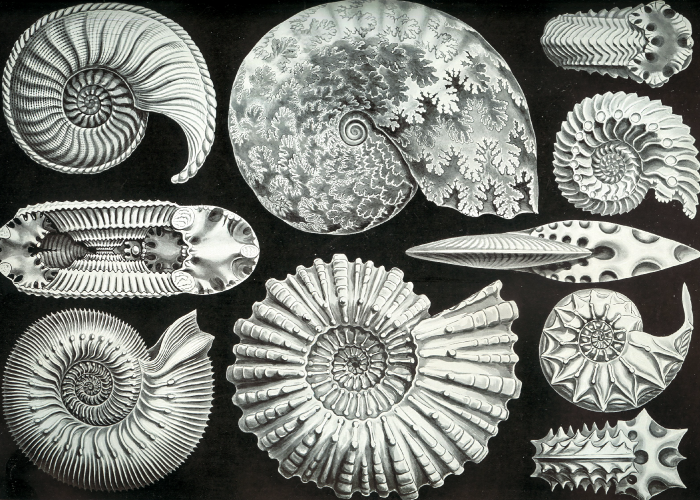 Black and white image of shell cross sections