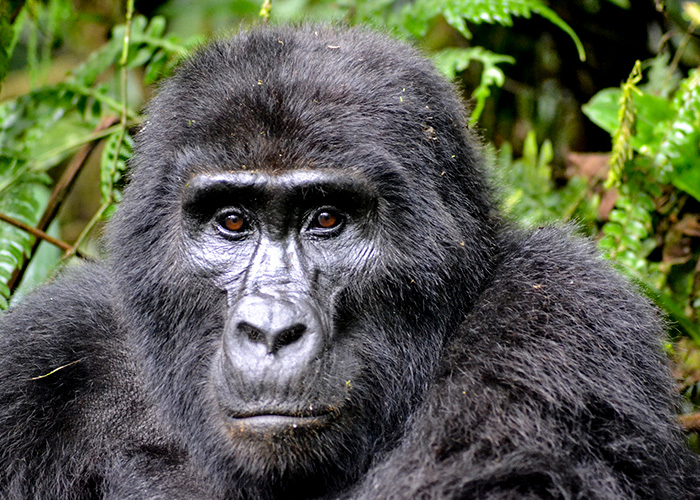 Close-up photo of a Gorilla