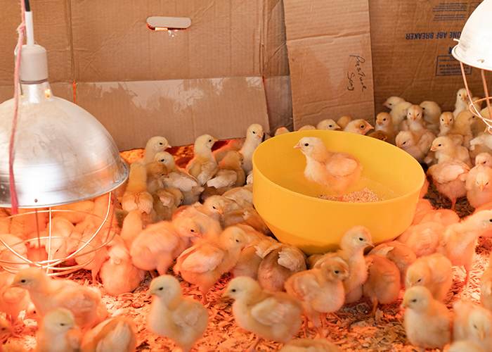 Chicks in a box under a heat lamp