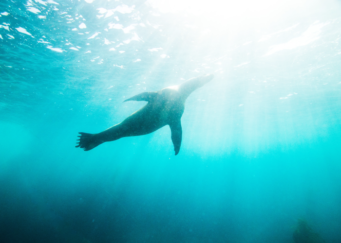 a seal swimming as seen from below with light streaming from above