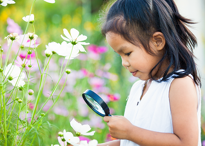young girl using a magnifying glass to inspect some cosmos flowers