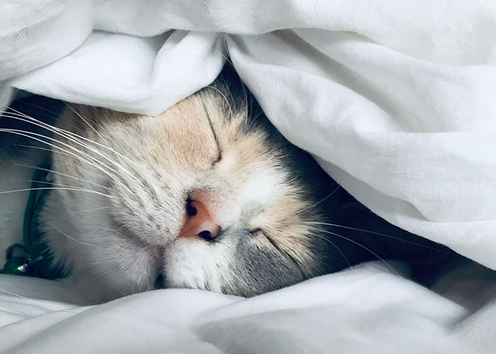 Cat sleeping under a blanket